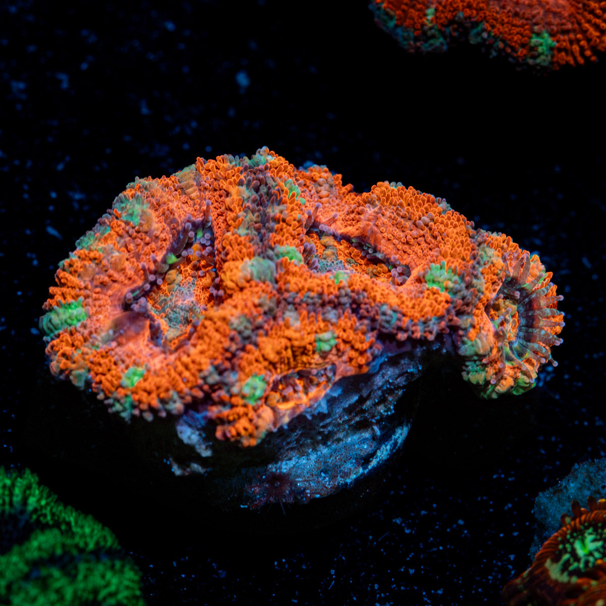 Acan Coral with fleshy polyps in reef aquarium