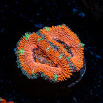 Acan Coral with fleshy polyps in reef aquarium