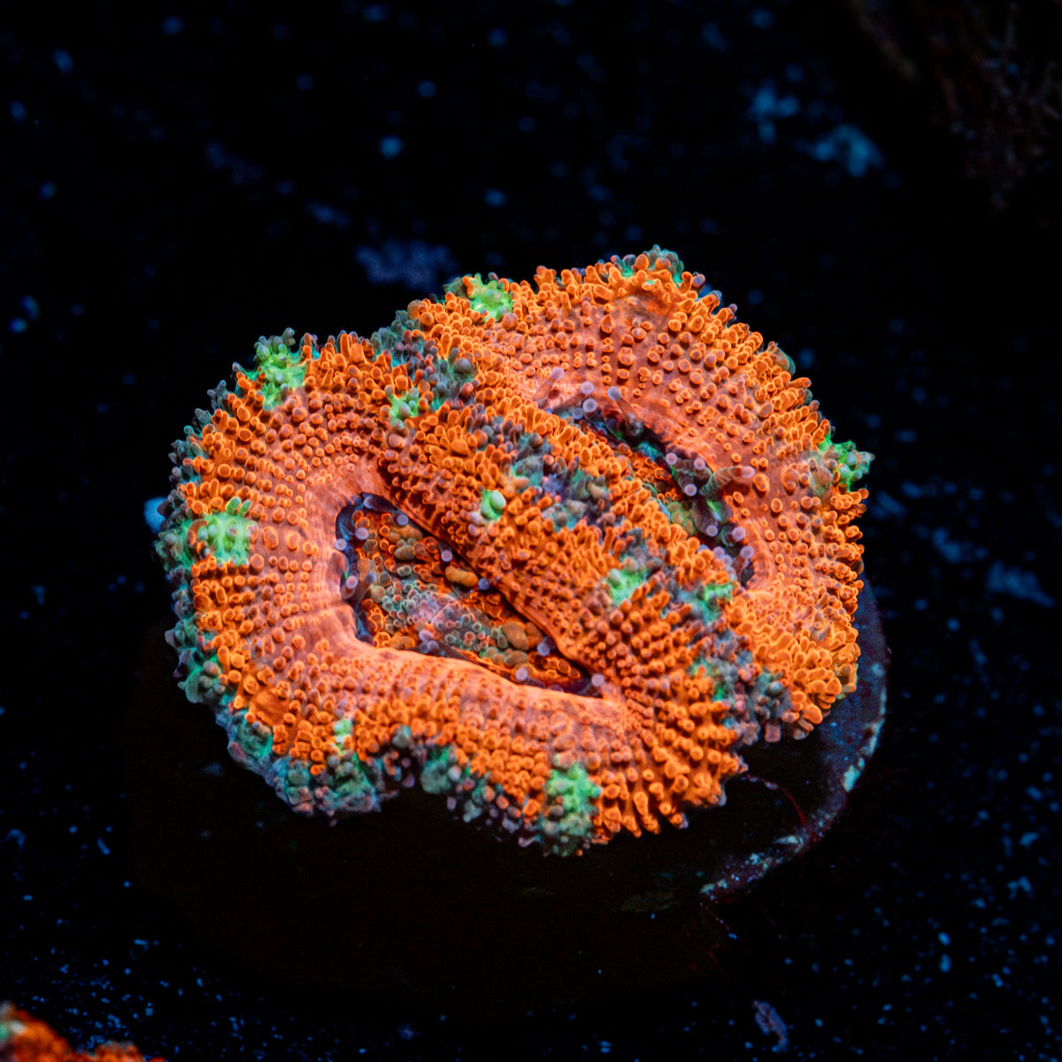 Acan Coral with fleshy polyps in reef aquarium