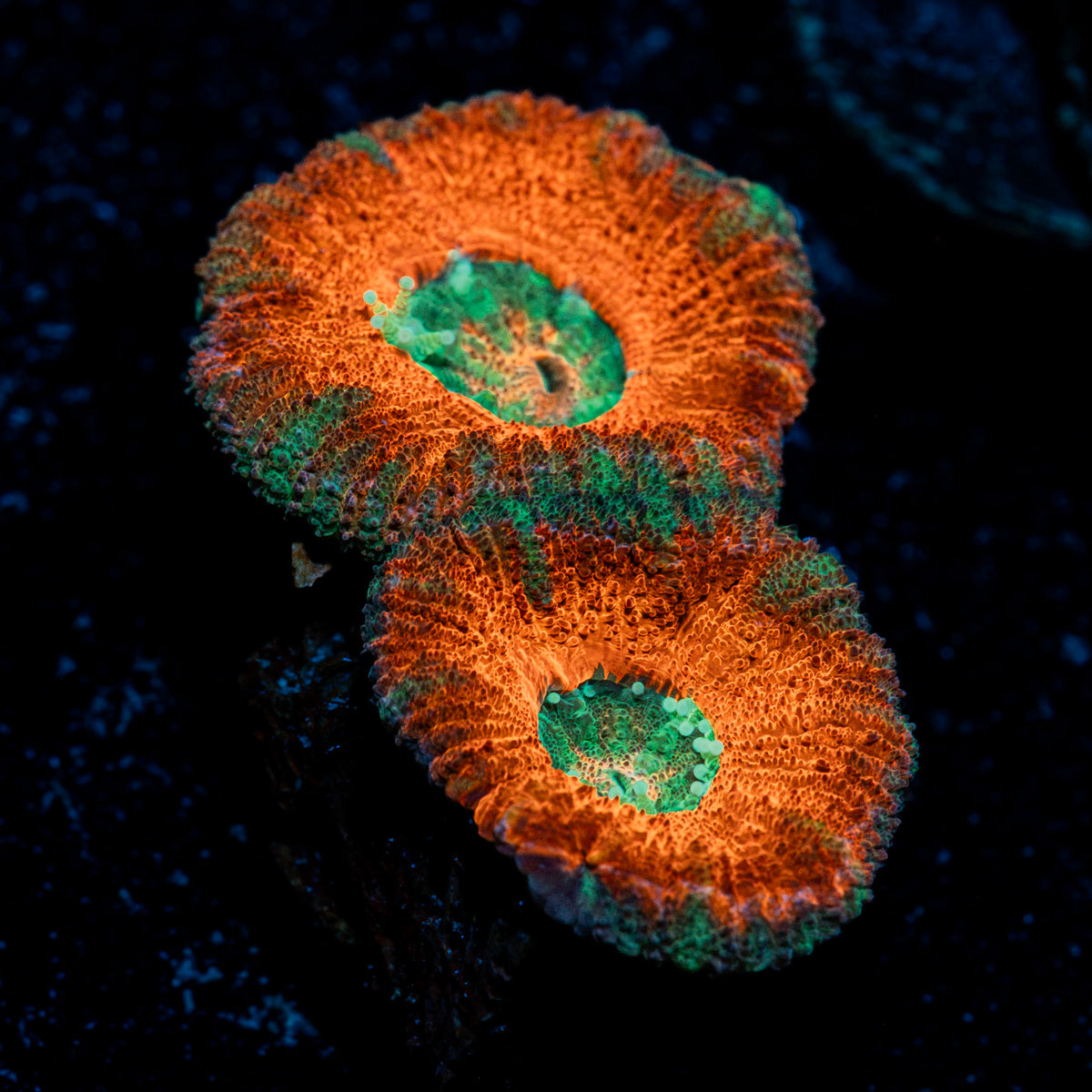 Acan Coral with fleshy polyps in reef aquarium