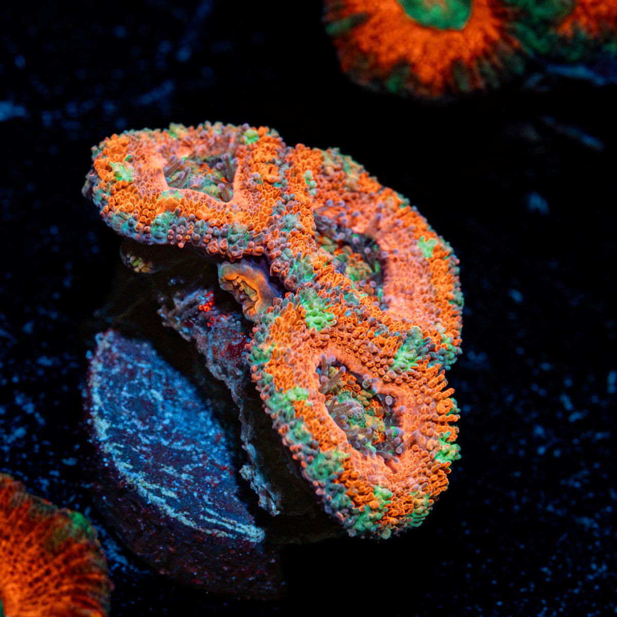 Acan Coral with fleshy polyps in reef aquarium