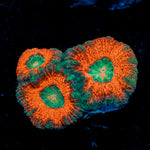 Acan Coral with fleshy polyps in reef aquarium