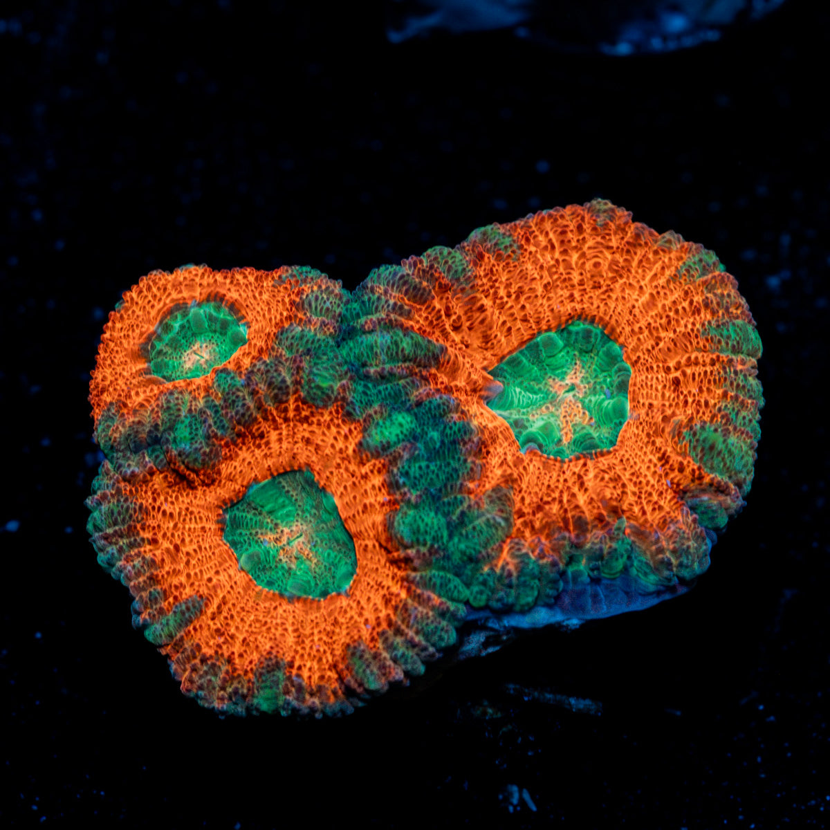 Acan Coral with fleshy polyps in reef aquarium