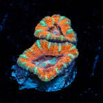 Acan Coral with fleshy polyps in reef aquarium