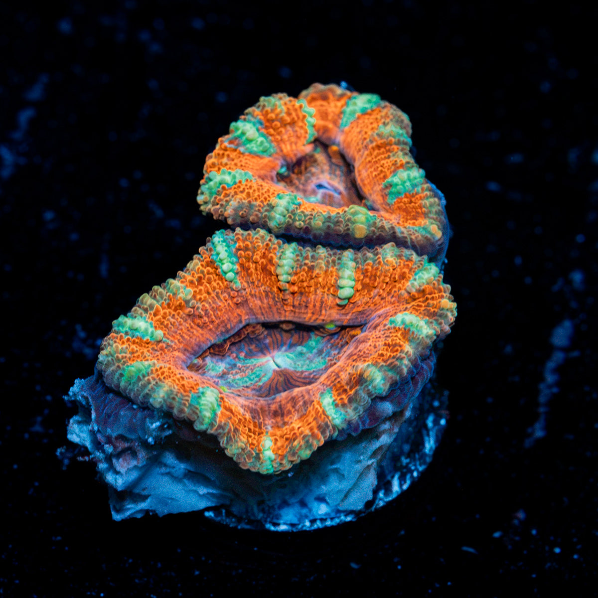 Acan Coral with fleshy polyps in reef aquarium