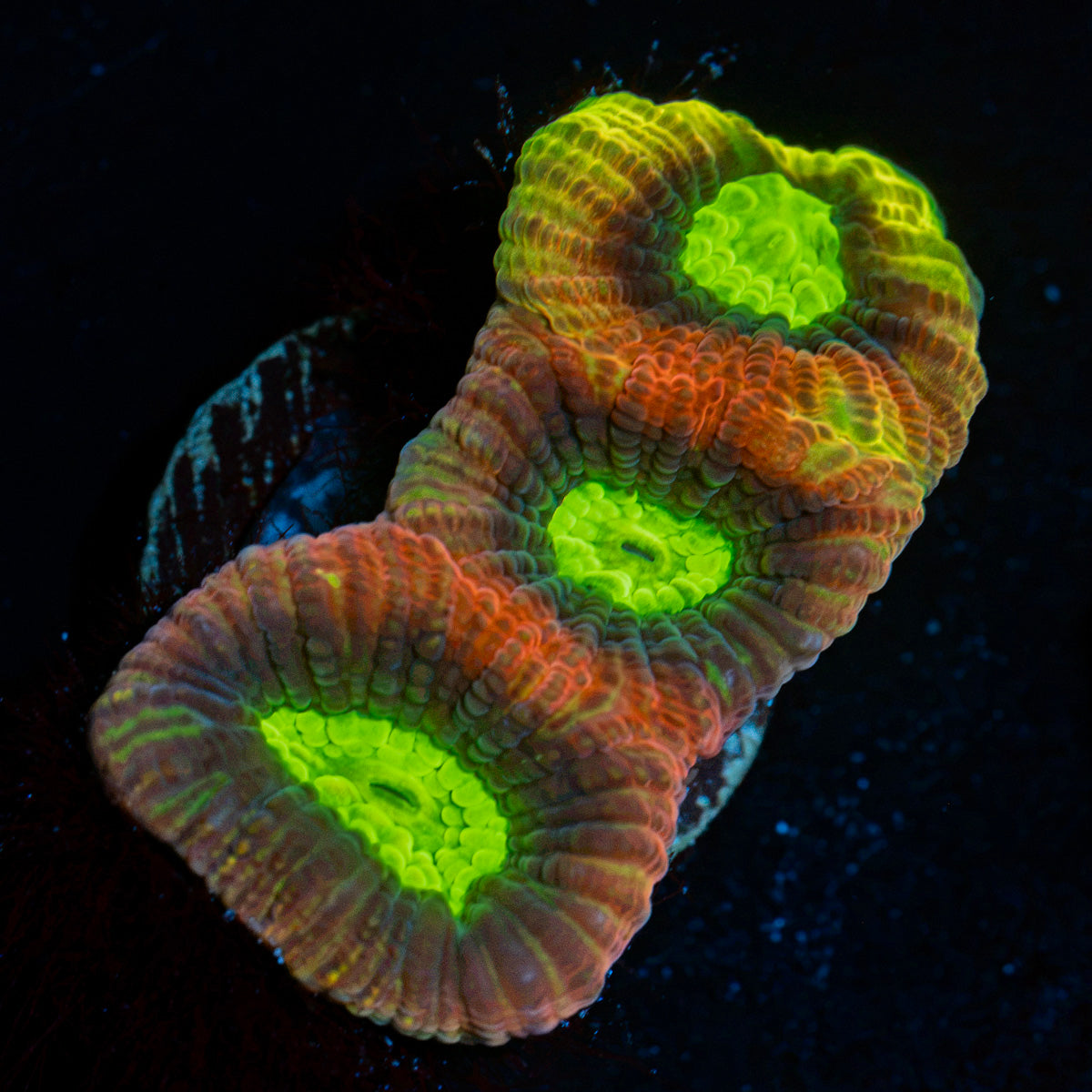 Dragon Soul Favia Coral with fleshy polyps in reef aquarium