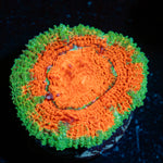 Acan Coral with fleshy polyps in reef aquarium