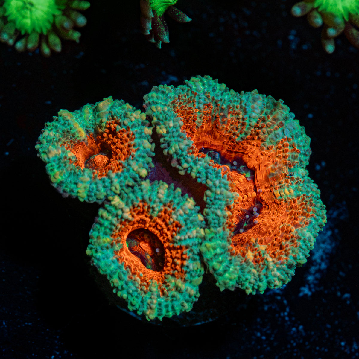 Acan Coral with fleshy polyps in reef aquarium