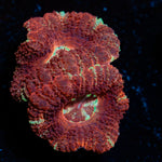 Acan Coral with fleshy polyps in reef aquarium