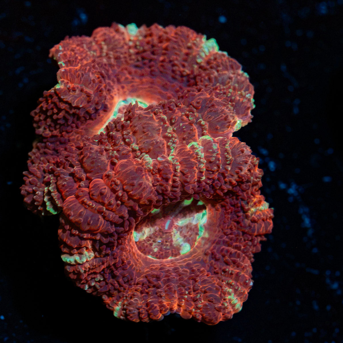 Acan Coral with fleshy polyps in reef aquarium