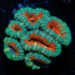 Acan Coral with fleshy polyps in reef aquarium