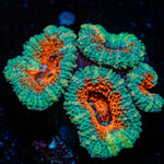 Acan Coral with fleshy polyps in reef aquarium