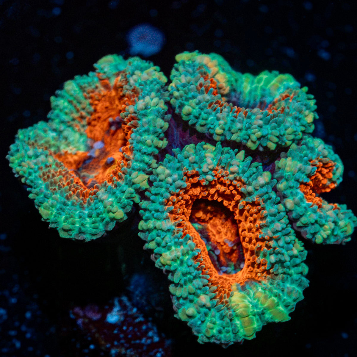 Acan Coral with fleshy polyps in reef aquarium