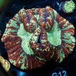 Rainbow Trachyphyllia - riptide aquaculture llc