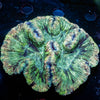 Rainbow Trachyphyllia - riptide aquaculture llc