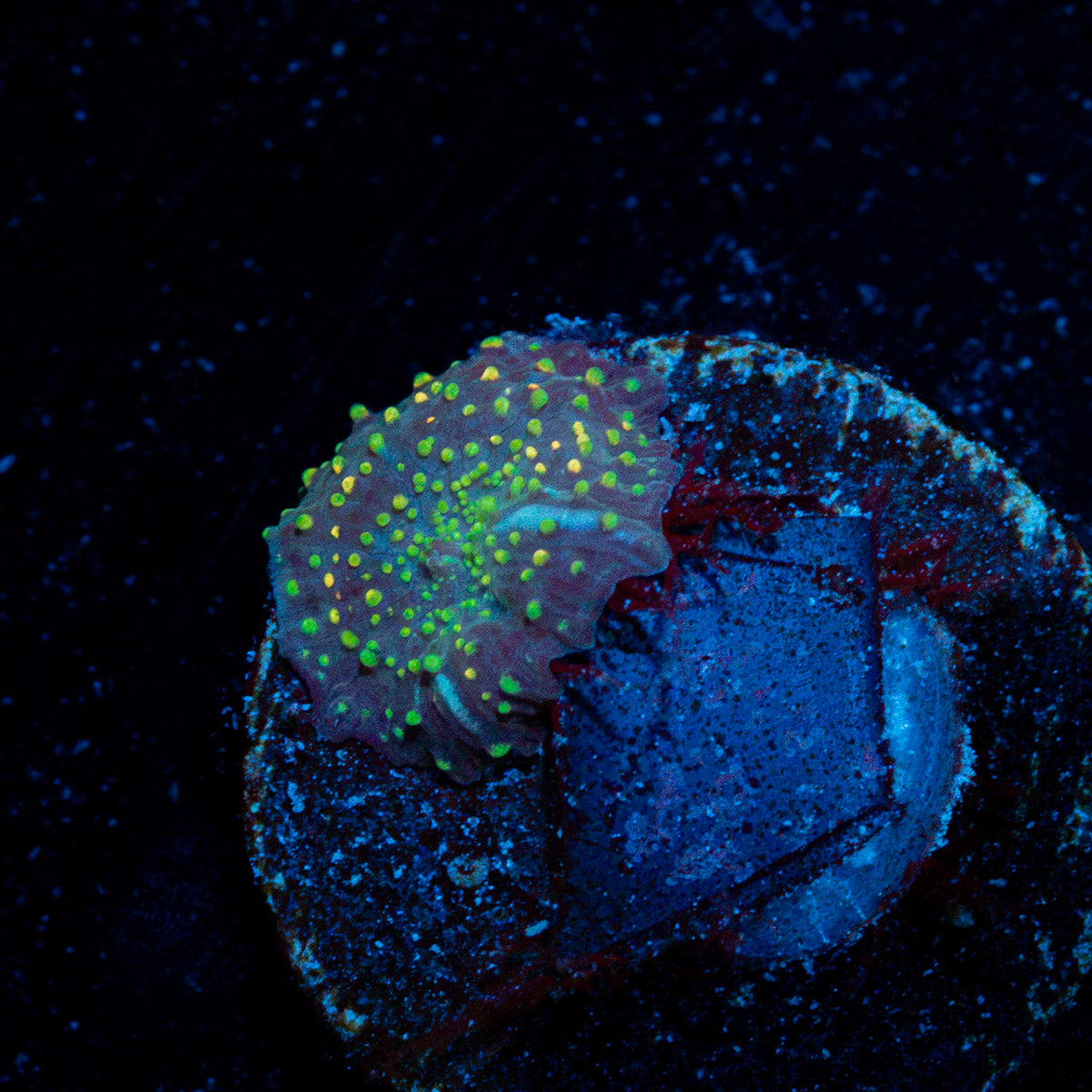 Rainbow Interstellar Small Mushroom with colorful mushroom disc in reef aquarium