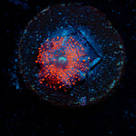 New York Cheesecake Small Mushroom Coral with mushroom disc in reef aquarium