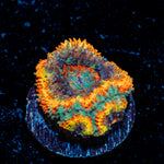 Rising Sun Rainbow Acan with fleshy polyps in reef aquarium