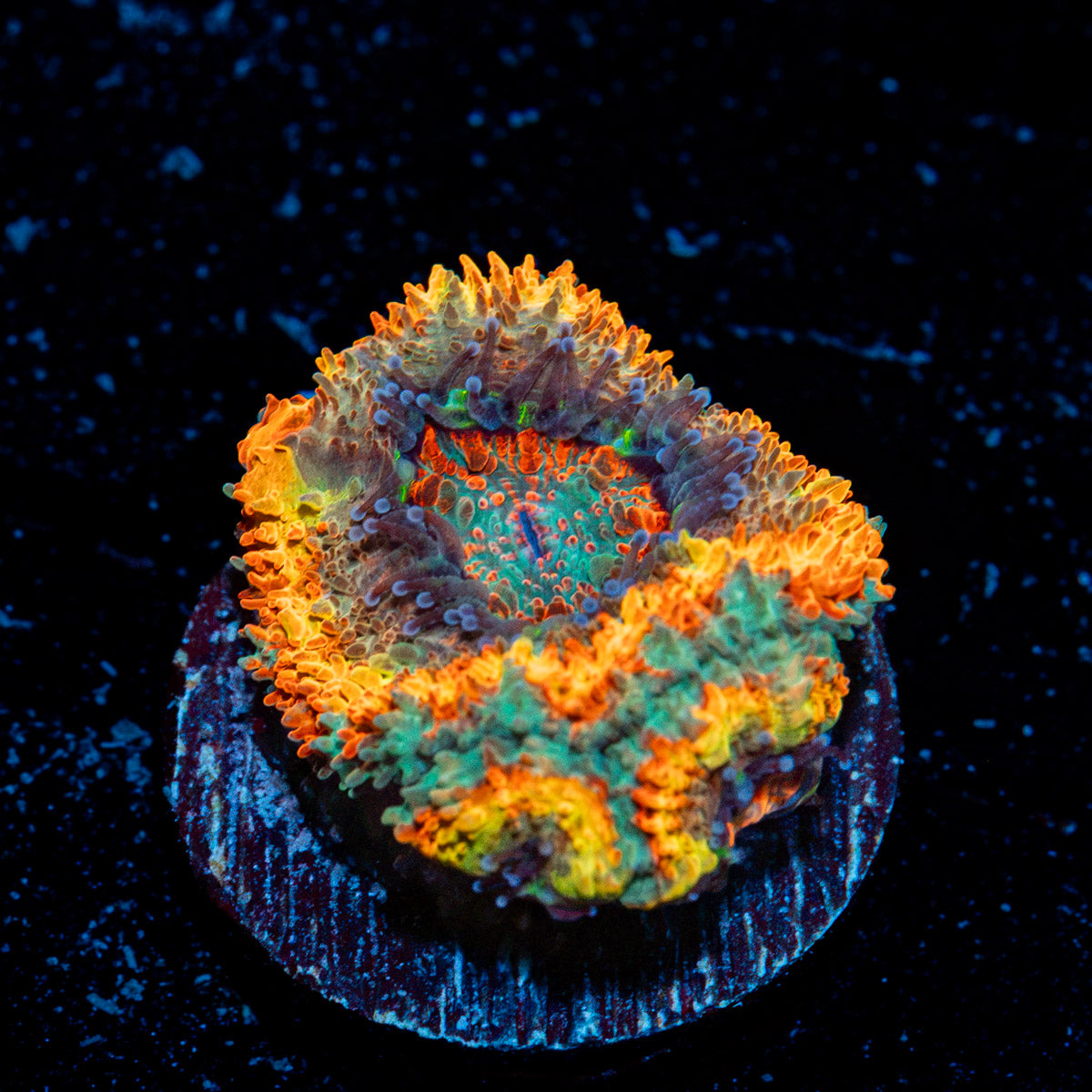Rising Sun Rainbow Acan with fleshy polyps in reef aquarium