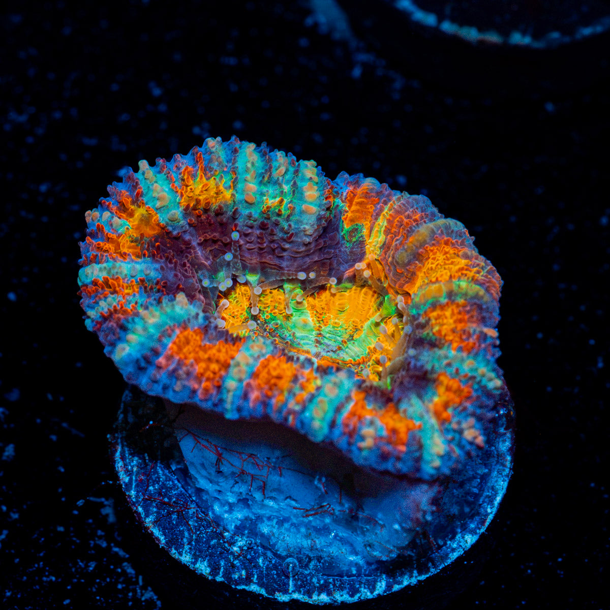 Candy Crush Rainbow Acan with fleshy polyps in reef aquarium