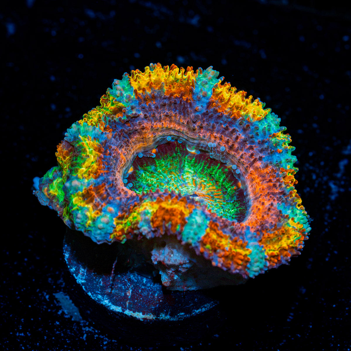 Lunar Eclipse Rainbow Acan with fleshy polyps in reef aquarium