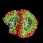 Pirate Hunter Rainbow Acan Coral with fleshy polyps in reef aquarium
