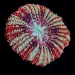 Koola Eye Asian Acan Coral with fleshy polyps in reef aquarium