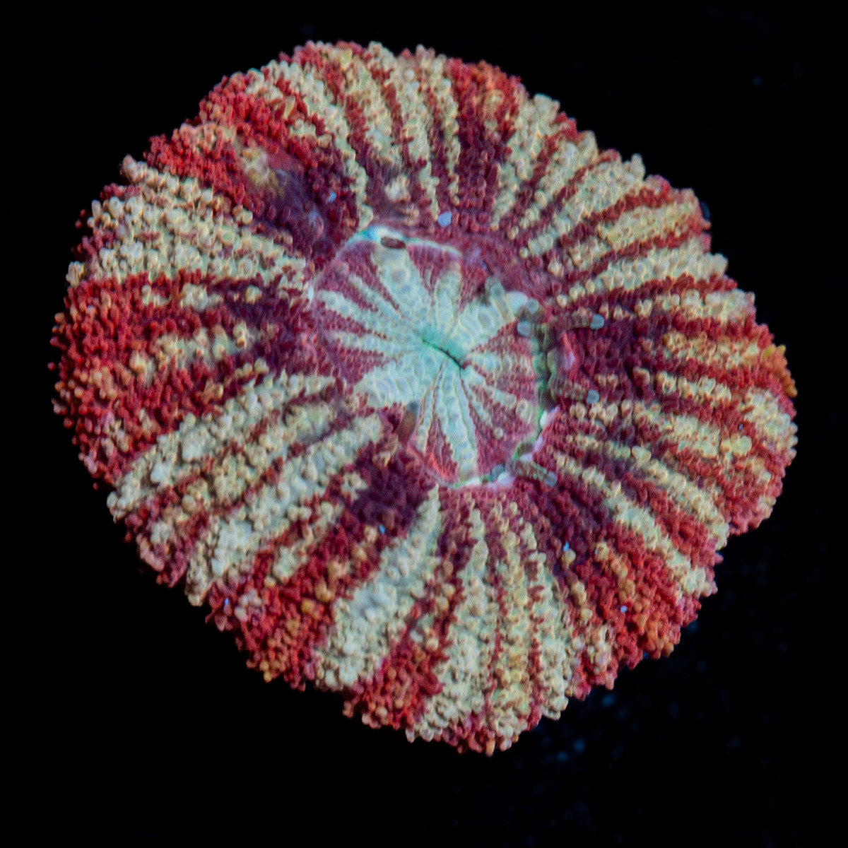 Koola Eye Asian Acan Coral with fleshy polyps in reef aquarium
