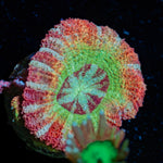 Pirate Hunter Rainbow Acan Coral with fleshy polyps in reef aquarium