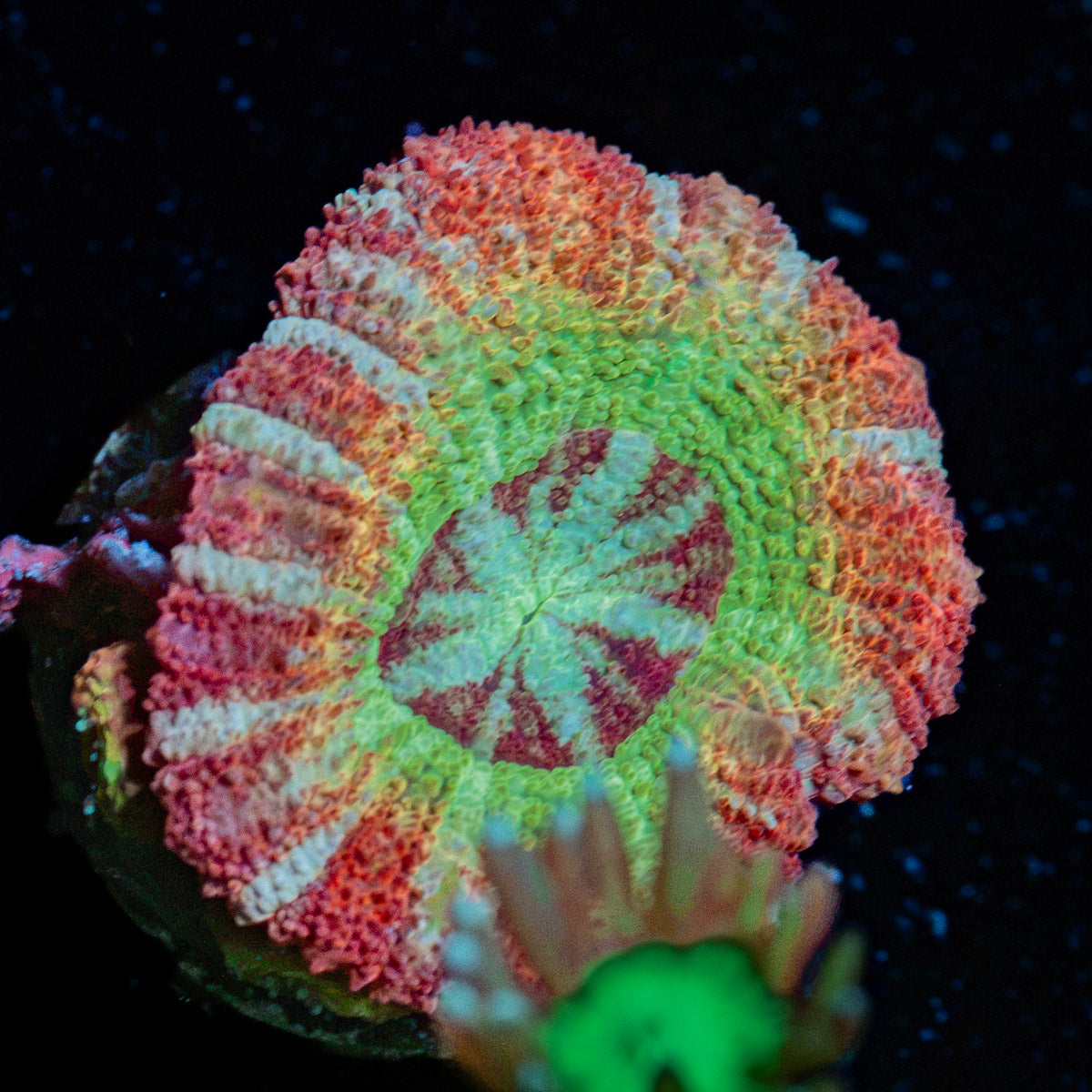Pirate Hunter Rainbow Acan Coral with fleshy polyps in reef aquarium