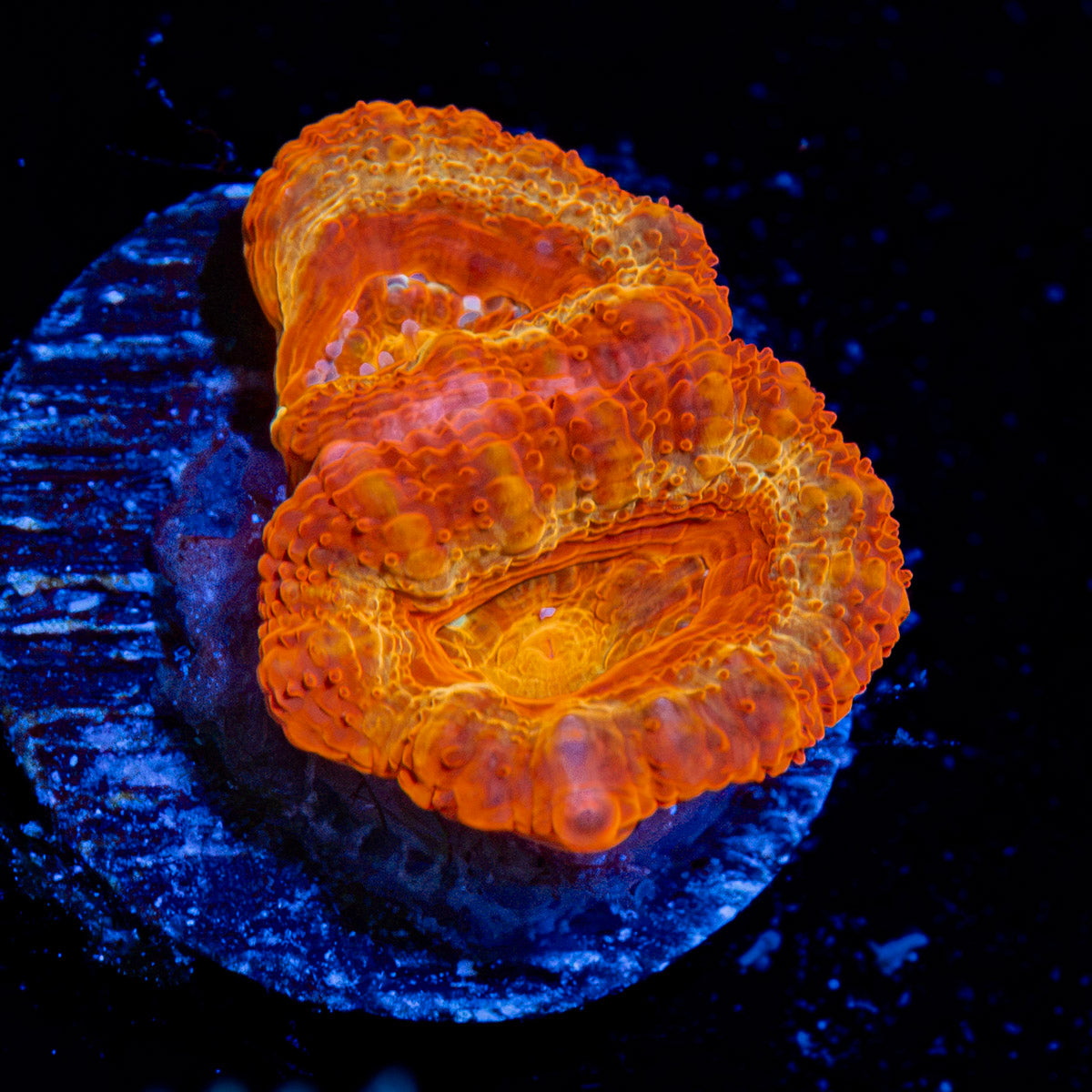 IronMan Acan coral with fleshy polyps in reef aquarium