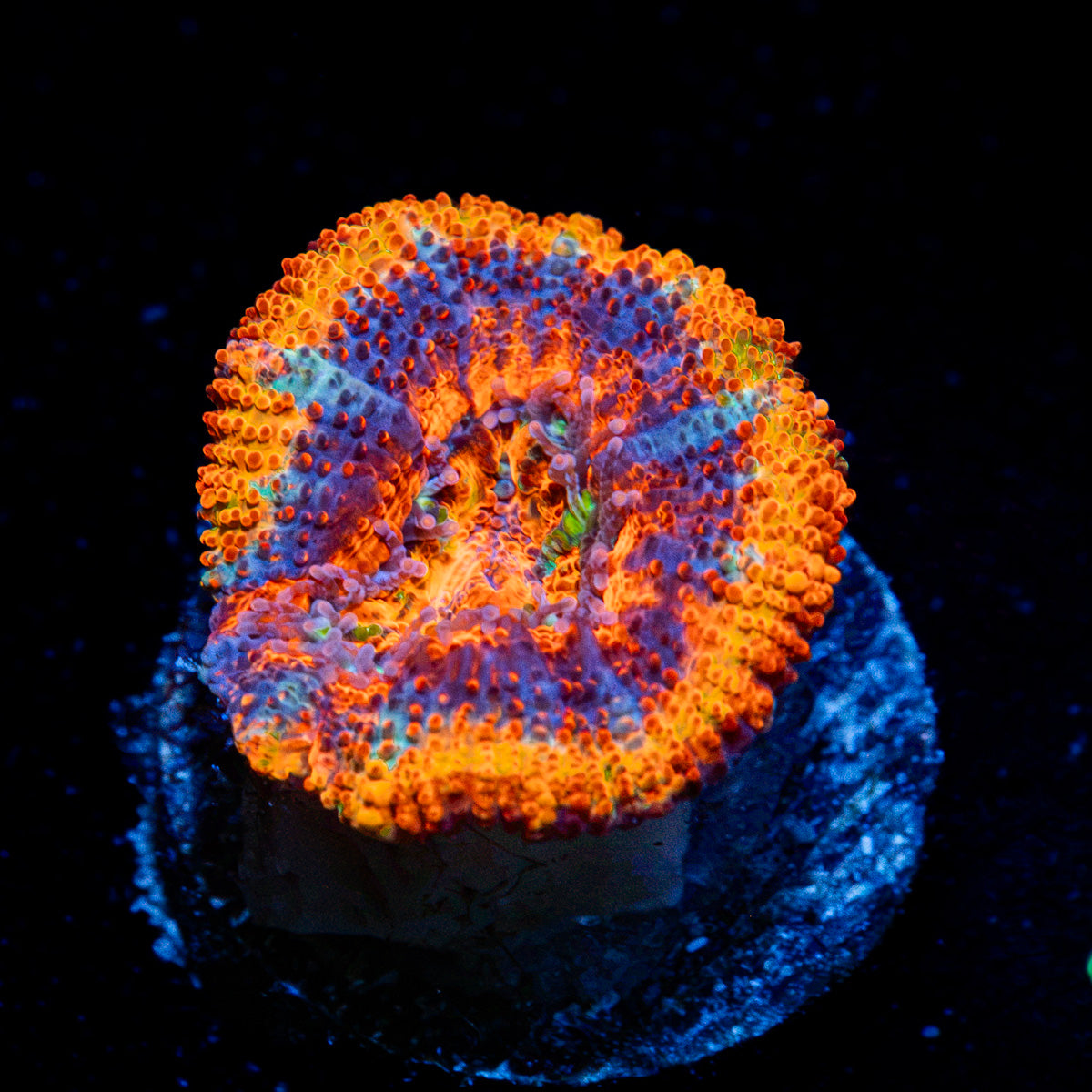 Raptor Acan Coral with fleshy polyps in reef aquarium