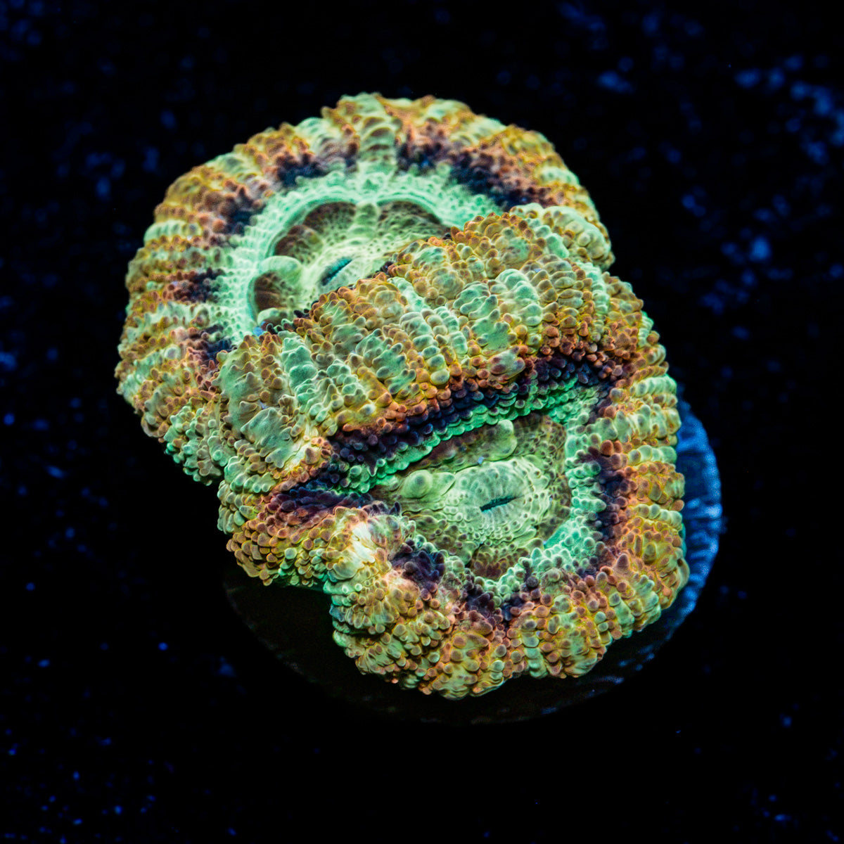 Luzz Acan Coral with fleshy polyps in reef aquarium