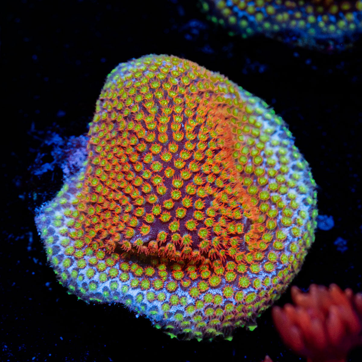 Close Encounter styloconellia   Coral with fleshy polyps in reef aquarium