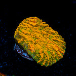 Cloudberry Chalice coral with encrusting growth in reef aquarium