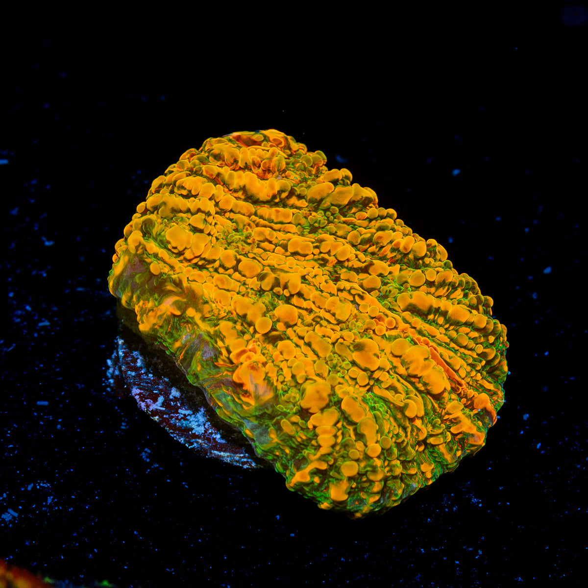 Cloudberry Chalice coral with encrusting growth in reef aquarium