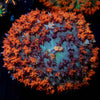 Saint Thomas Mushroom - riptide aquaculture llc