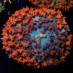 Saint Thomas Mushroom - riptide aquaculture llc