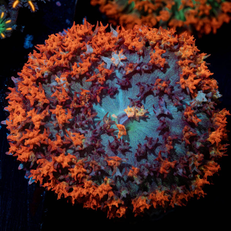 Saint Thomas Mushroom