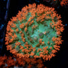 Saint Thomas Mushroom - riptide aquaculture llc