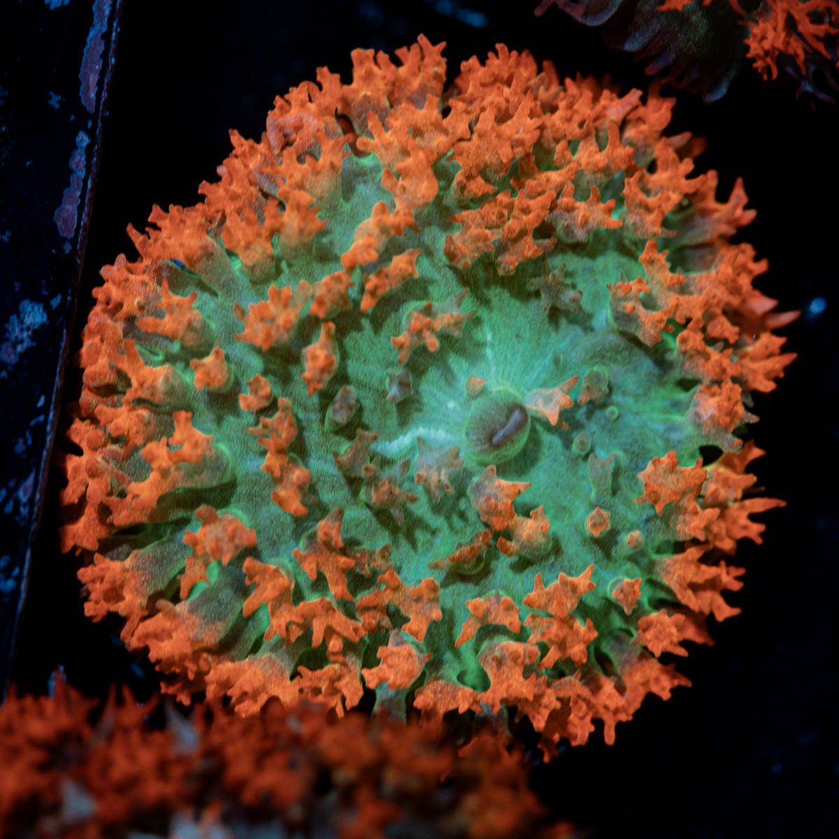 Saint Thomas Mushroom - riptide aquaculture llc