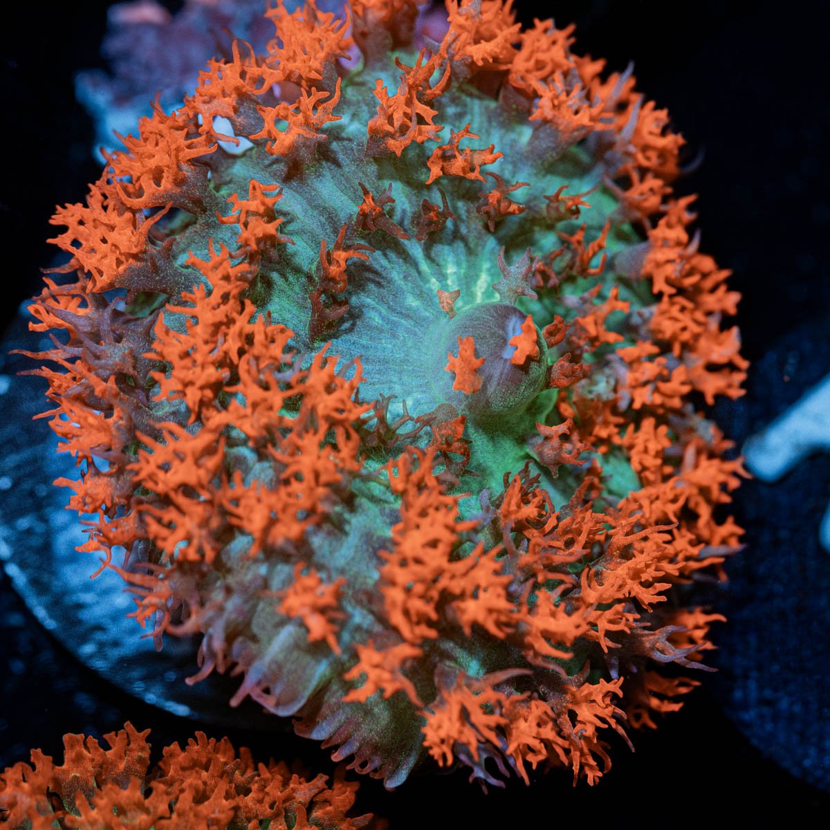 Saint Thomas Mushroom - riptide aquaculture llc