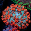 Saint Thomas Mushroom - riptide aquaculture llc