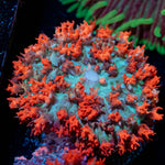 Saint Thomas Mushroom - riptide aquaculture llc