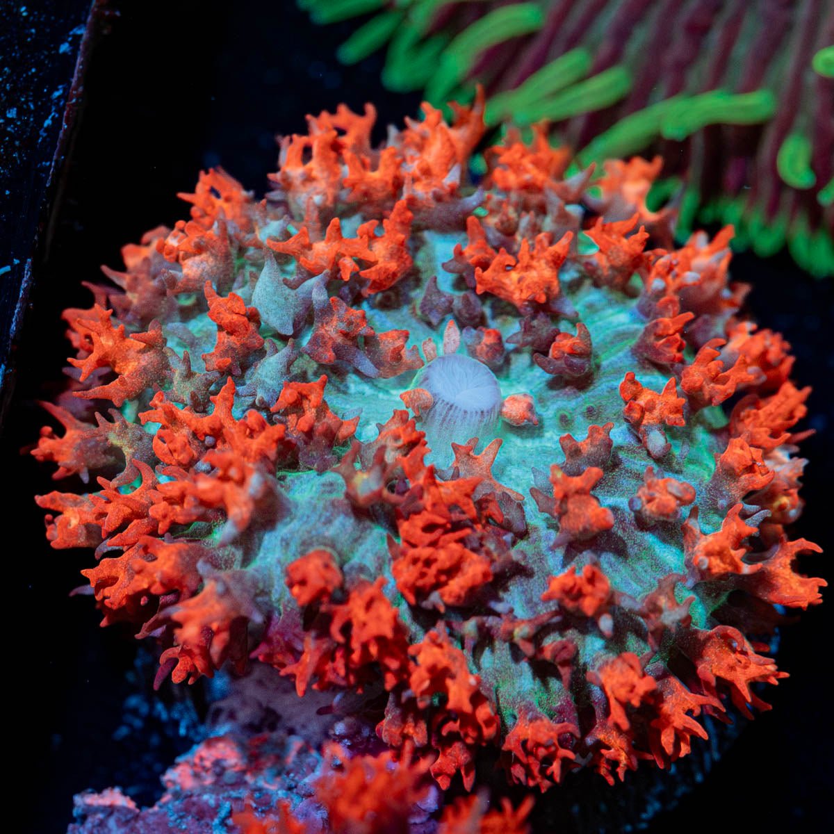 Saint Thomas Mushroom - riptide aquaculture llc