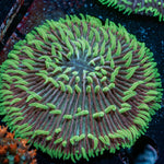 Purple Fungia Plate - riptide aquaculture llc