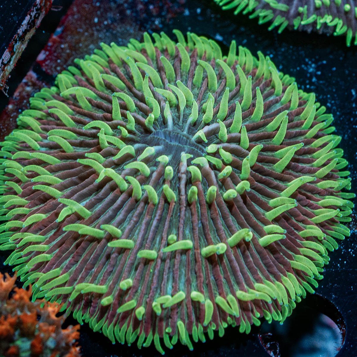 Purple Fungia Plate - riptide aquaculture llc