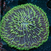 Purple Fungia Plate - riptide aquaculture llc