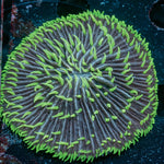 Purple Fungia Plate - riptide aquaculture llc