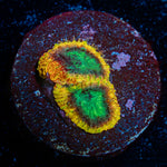 Yellow Submarine Favia with encrusting growth in reef aquarium